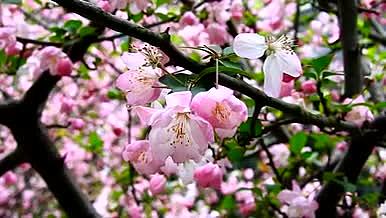 春天海棠花实拍视频视频的预览图